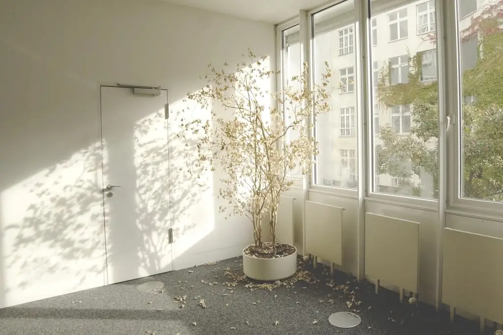 Leerer heller Raum mit Fensterfront und Zimmerpflanze